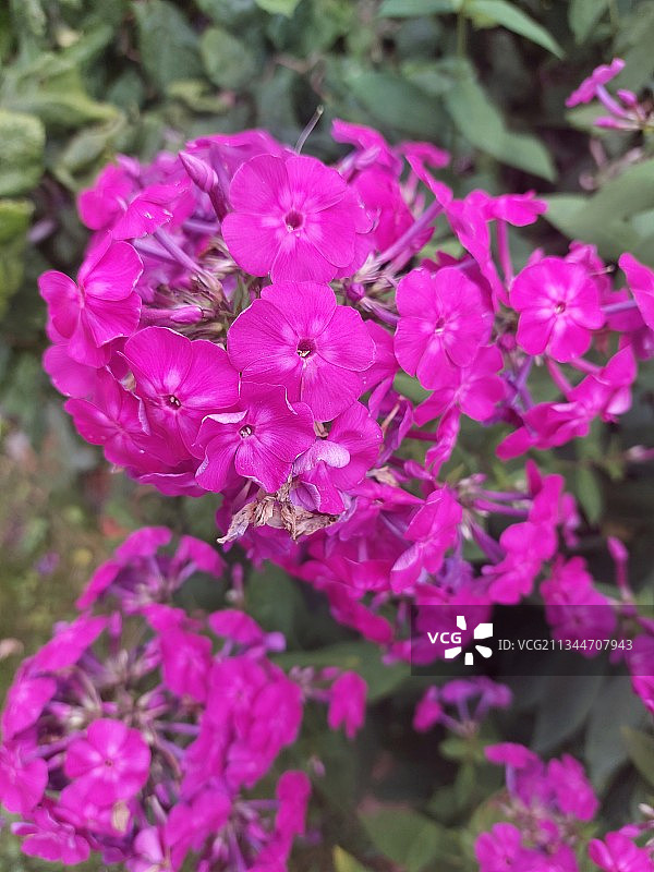 粉红色开花植物的特写图片素材