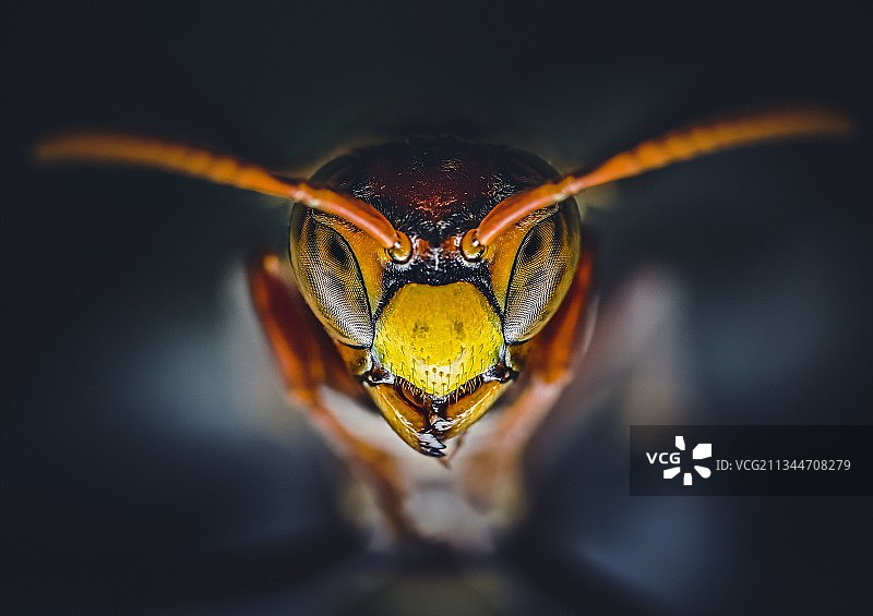 叶子上的昆虫特写，菲律宾赞巴莱斯图片素材