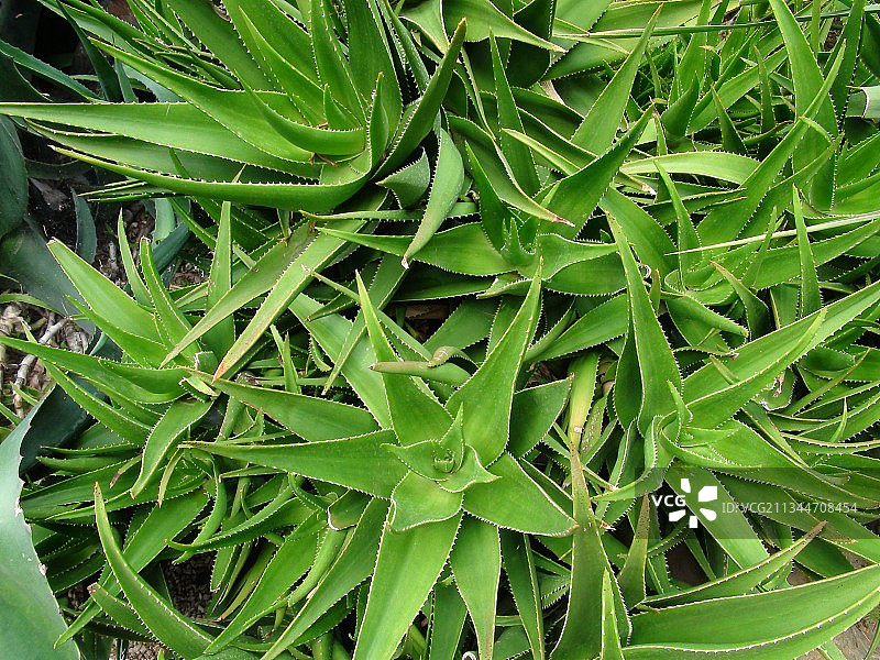 植物的全帧拍摄图片素材