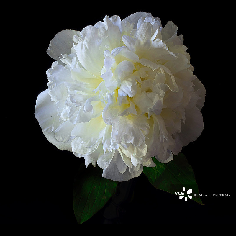 黑色背景下的白色花朵特写，美国加利福尼亚州索诺玛县图片素材