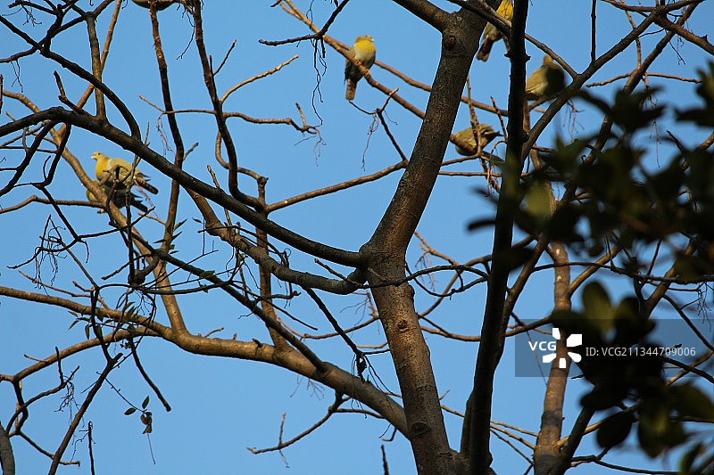 西瓦萨加尔的蓝天下的树木（印度阿萨姆邦）图片素材
