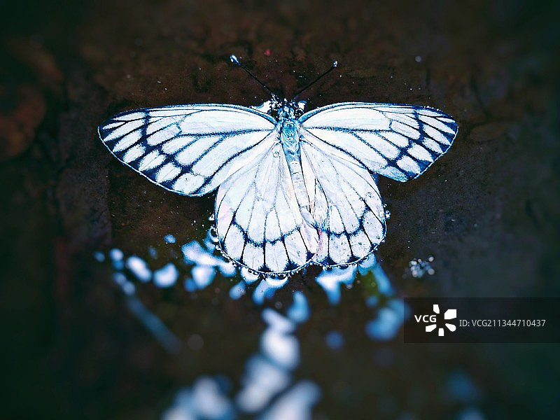 叶子上蝴蝶的特写，印度图片素材