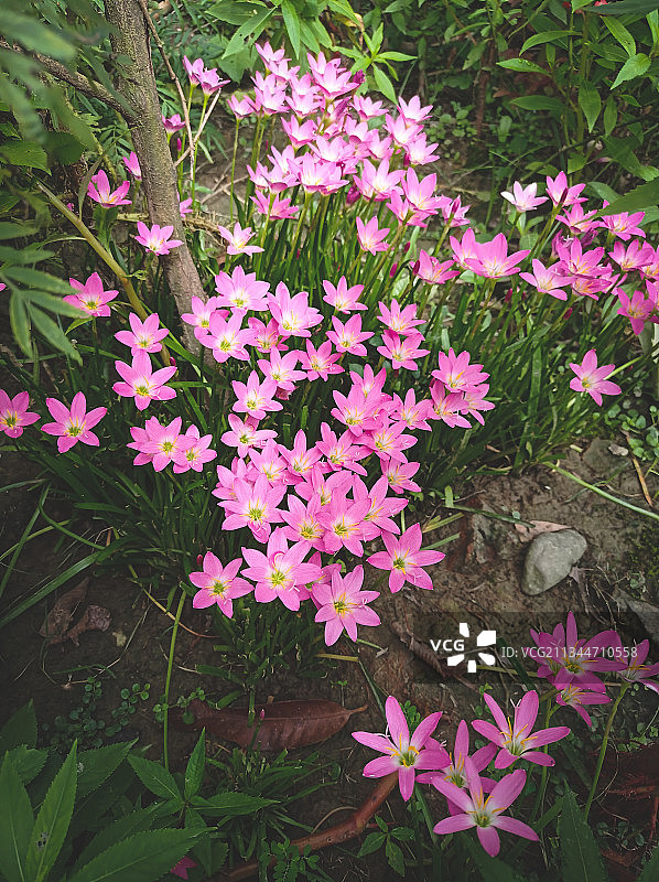 田野上的粉色植物图片素材