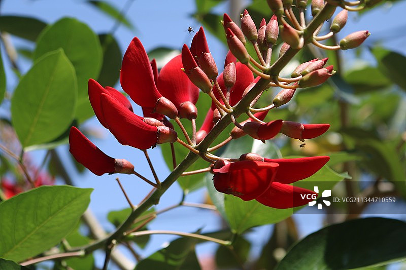 斯里兰卡红色开花植物特写图片素材