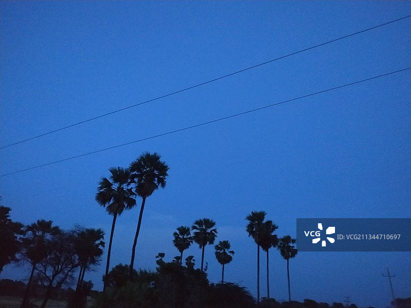 印度瓦朗加尔邦蓝天下的树木剪影仰视图片素材