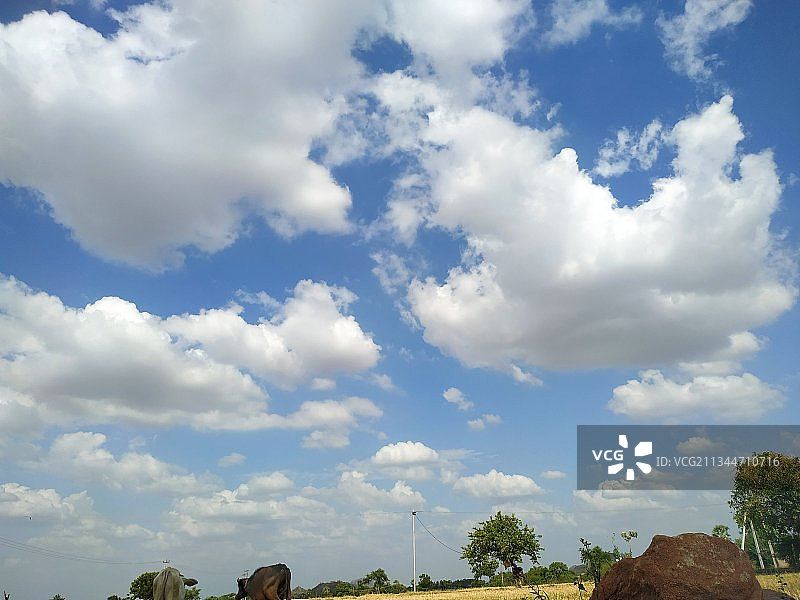 瓦朗加尔的田野树木，特伦甘纳邦，印度图片素材