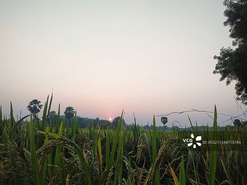 瓦朗加尔农业田野风光，印度特伦甘纳邦图片素材