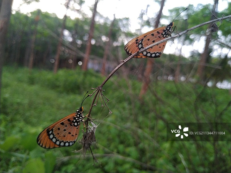 蝴蝶在花上采蜜特写，瓦朗加尔，印度图片素材