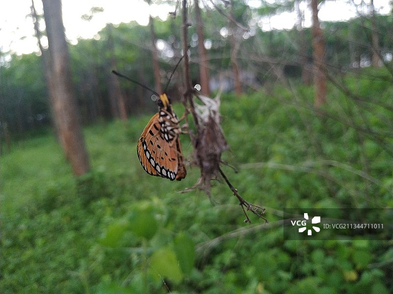 植物上的蝴蝶特写，印度图片素材