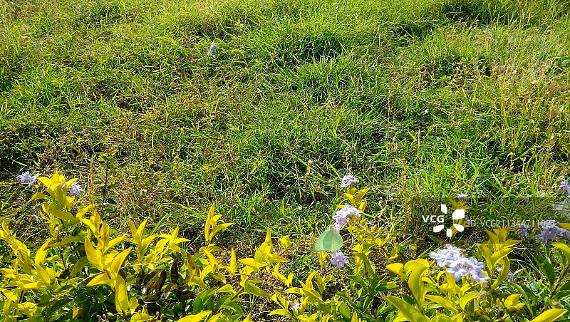 田野上的开花植物图片素材