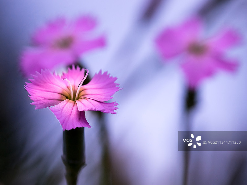 粉红宇宙花的特写图片素材
