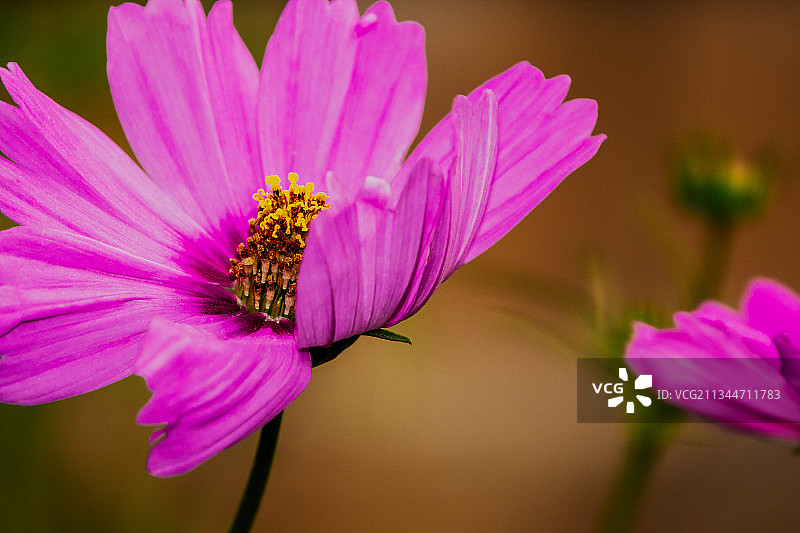 粉红宇宙花的特写图片素材