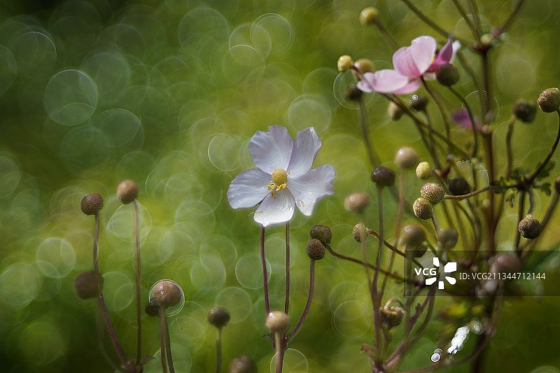 开花植物特写图片素材
