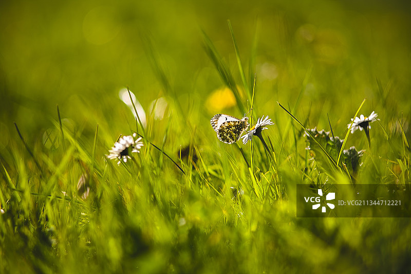 荷兰莱利斯塔德Zuigerplasbos田野上的白色植物特写图片素材