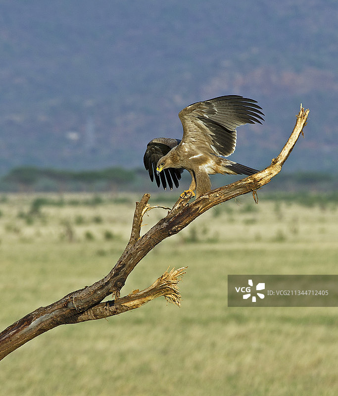 老鹰栖息在树枝上的特写，肯尼亚图片素材