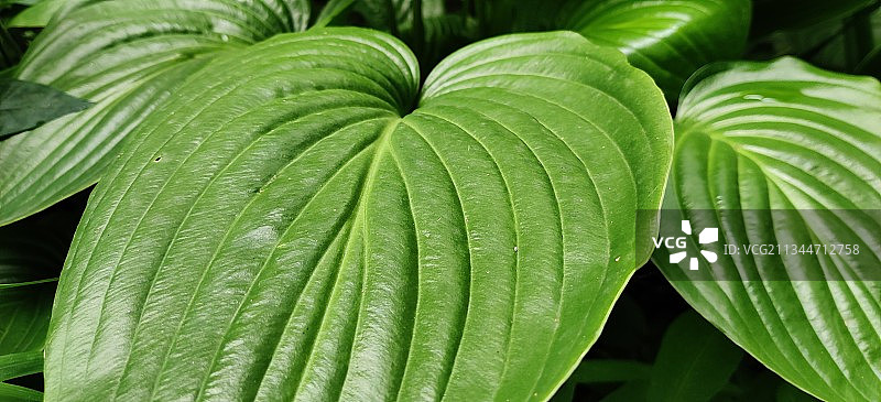 湿植物叶子特写，俄罗斯图片素材