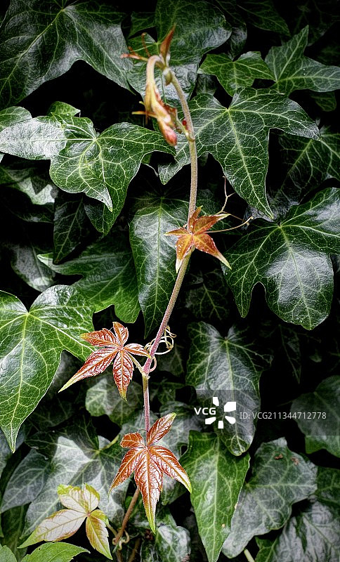 开花植物（高角度）图片素材