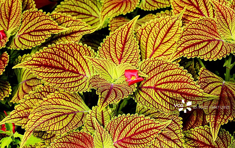 美国黄色开花植物的完整画面图片素材