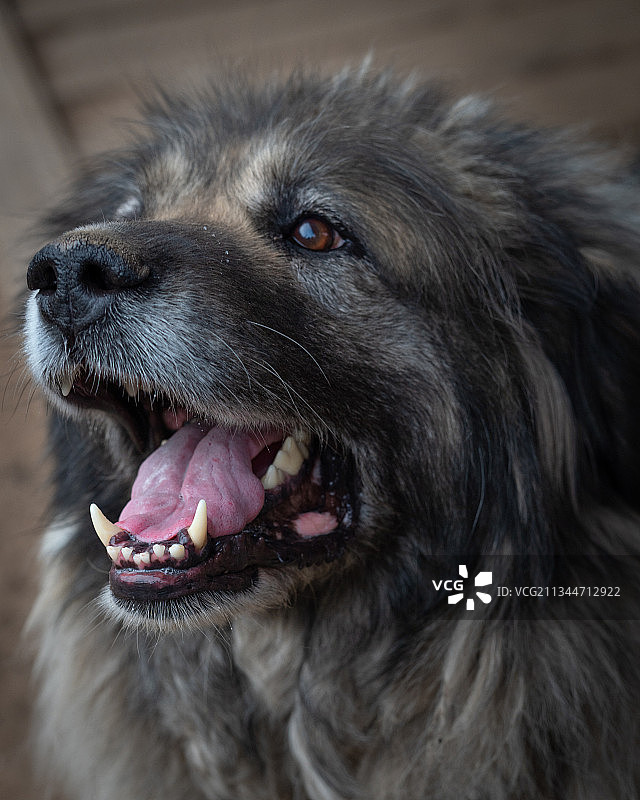 看向远方的狗狗特写，俄罗斯图片素材