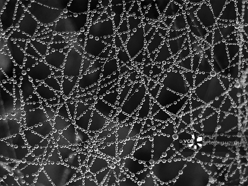 湿蜘蛛网全景照片图片素材