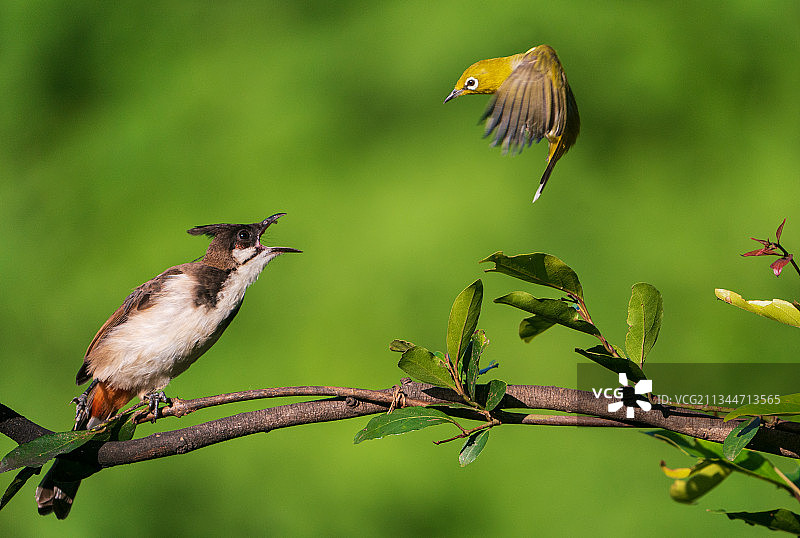 印度卡纳塔克邦班加罗尔栖息在树枝上的鸟群特写图片素材