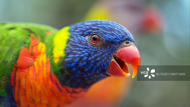 彩虹鹦鹉特写图片素材