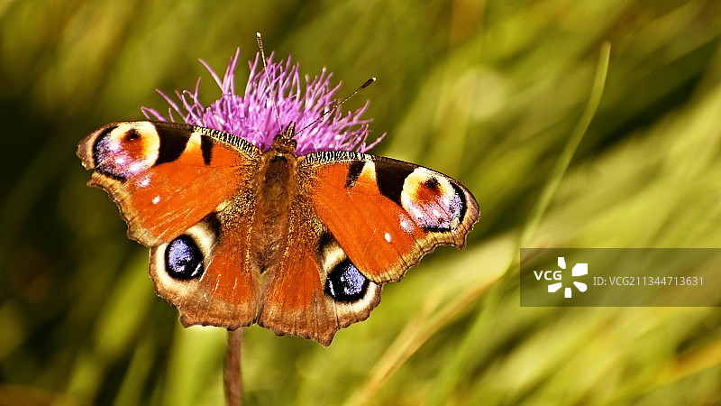 蝴蝶在紫色花朵上采蜜特写，捷克共和国图片素材