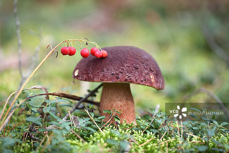 特写的苍蝇木耳在场地上图片素材