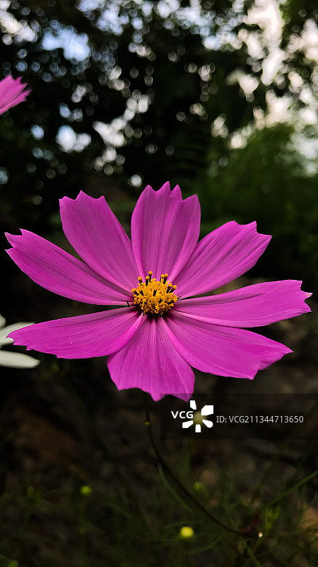 粉红宇宙花的特写图片素材