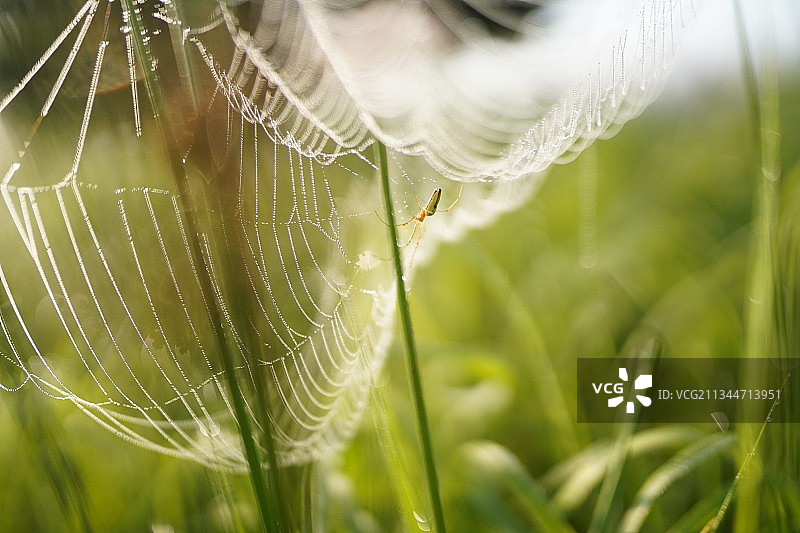 德国希勒蜘蛛网上的蜘蛛特写图片素材