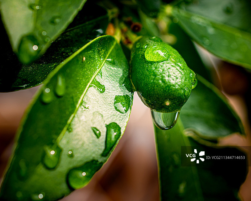 希腊沃洛斯卡托加泽亚雨季的湿植物叶子特写图片素材