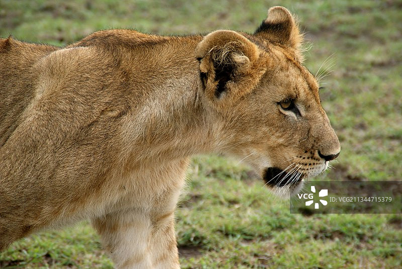 站在草地上的母狮侧视图图片素材