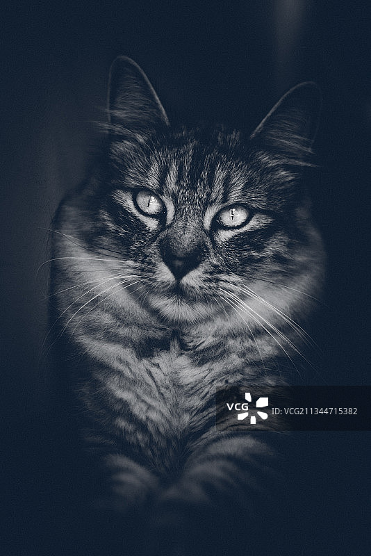 猫的特写肖像图片素材