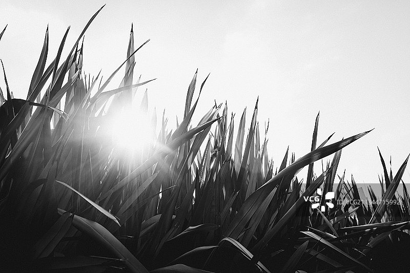 乌拉圭蒙得维的亚的田野作物特写图片素材