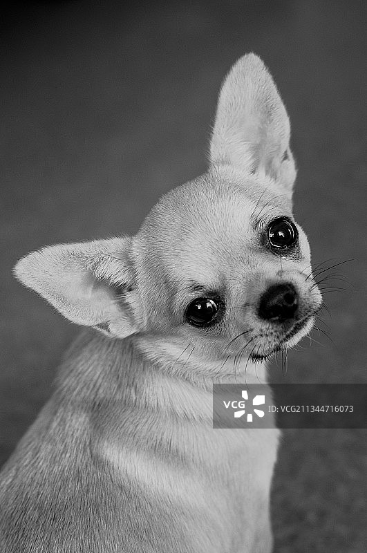 俄罗斯吉娃娃犬特写肖像图片素材