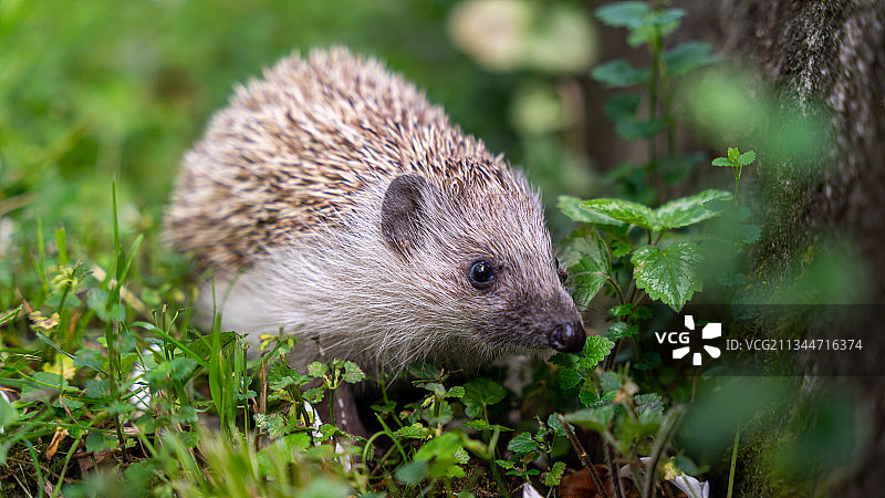 奥地利田野上的刺猬特写图片素材