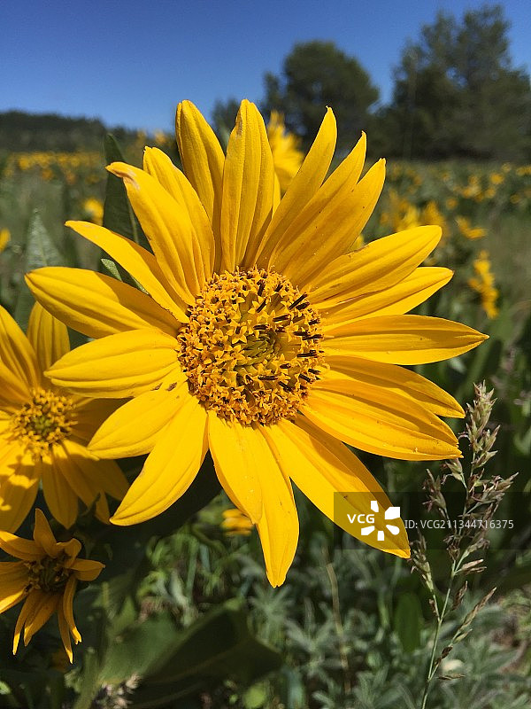 美国俄勒冈州里特向日葵特写图片素材