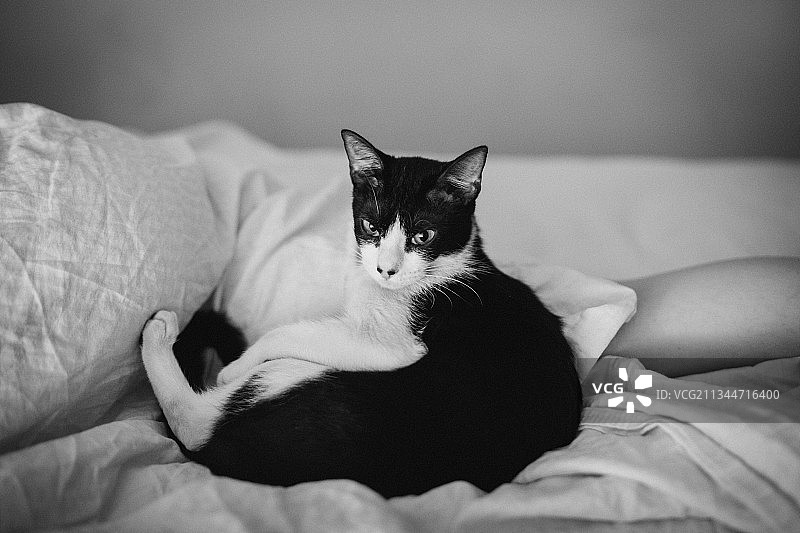 居家床上放松的猫咪肖像图片素材