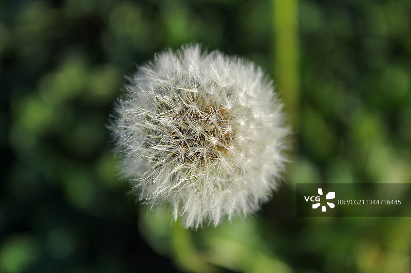 意大利帕多瓦蒲公英花朵特写图片素材