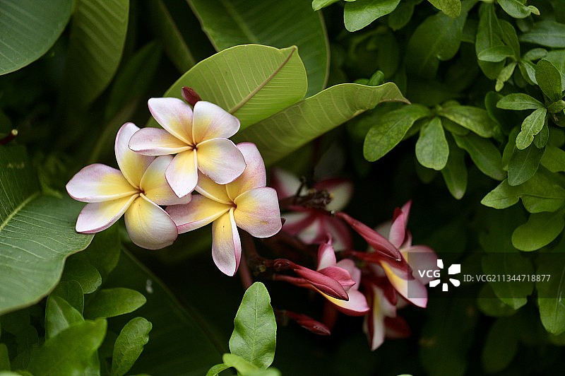 植物上的鸡蛋花特写图片素材