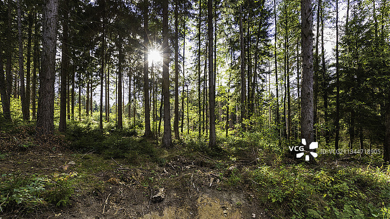 迪斯特森林树木，斯普林格，德国图片素材