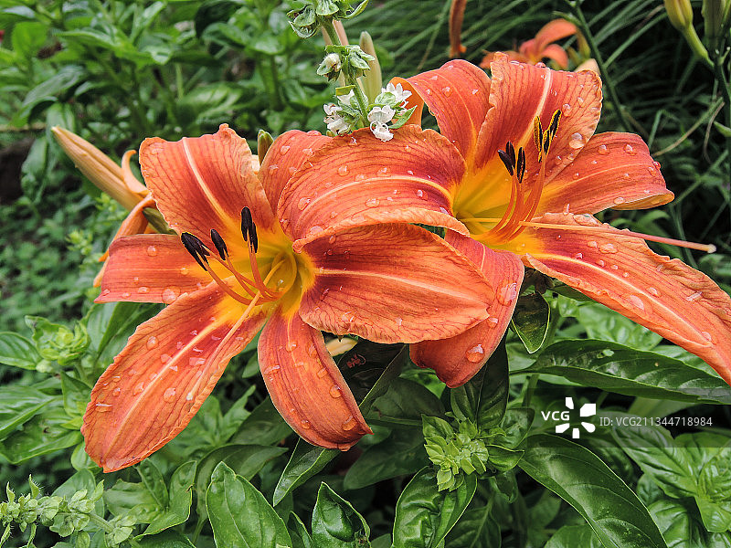 塞尔维亚橙色萱草特写图片素材