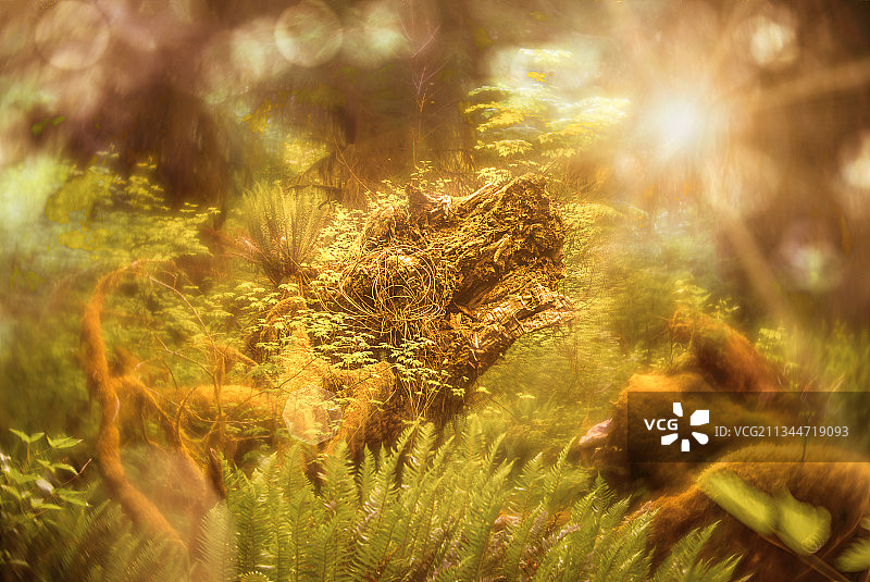 华盛顿州福克斯市田野上的植物特写图片素材