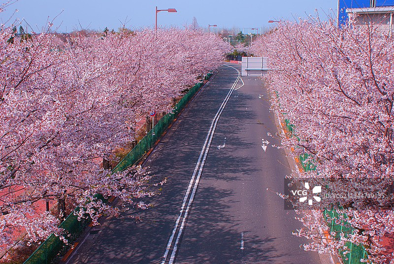 高角度拍摄的樱花与天空图片素材