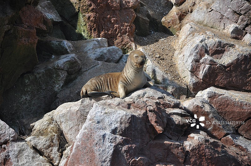 岩石上的动物特写图片素材