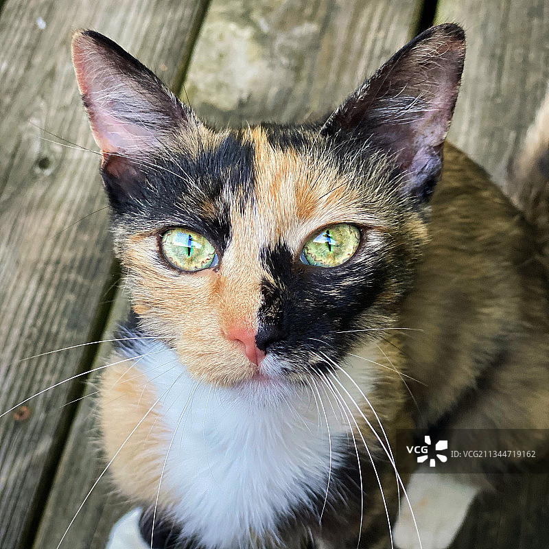 猫咪特写，杜波伊斯，印第安纳州，美国图片素材