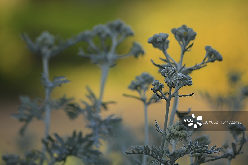 田野上黄色开花植物的特写图片素材