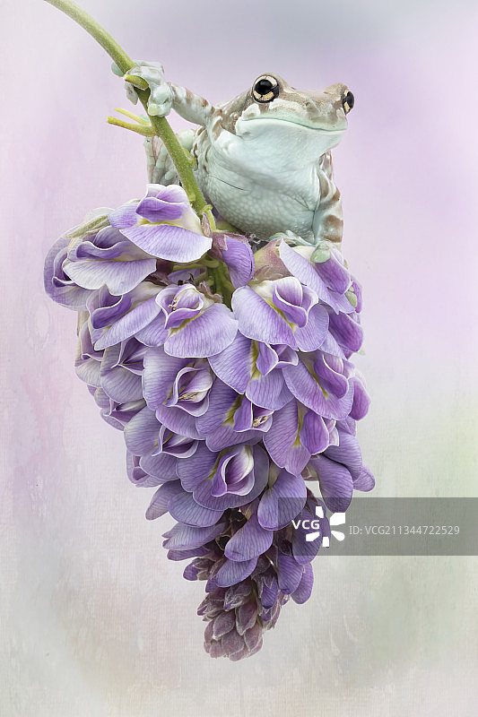 佐治亚州坎顿的紫色花朵上的青蛙特写图片素材
