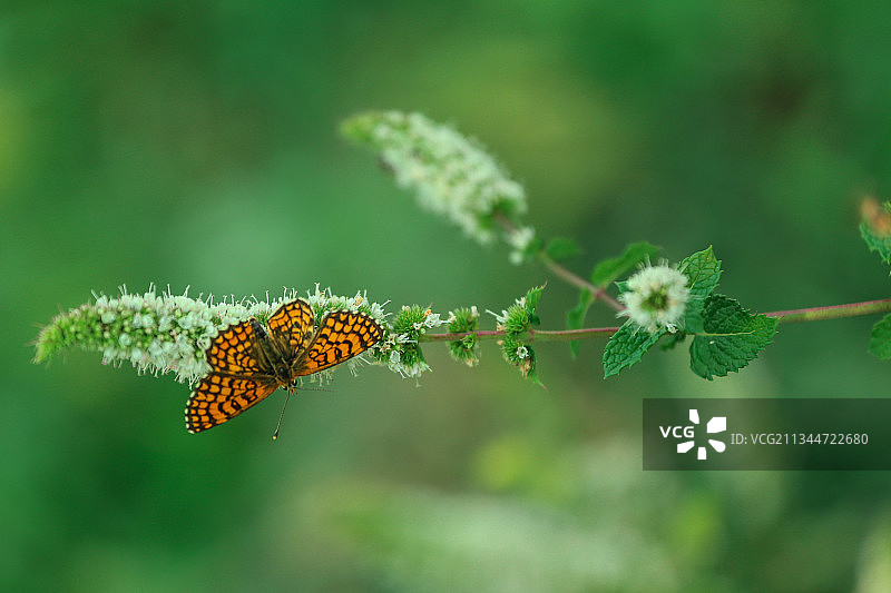 蝴蝶在植物上的特写图片素材