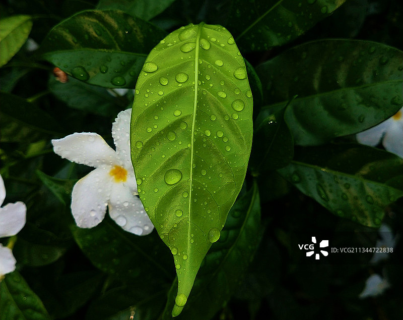 雨季潮湿植物叶片的特写镜头图片素材